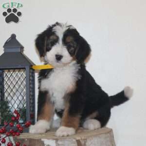 Fireplace, Bernedoodle Puppy